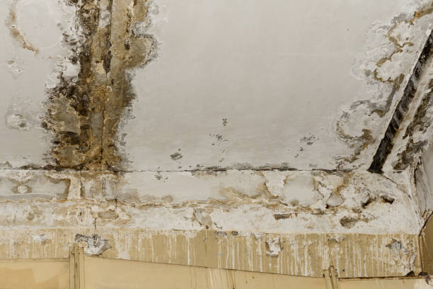 Reliable Summer Set, MO Mold Removal Solutions